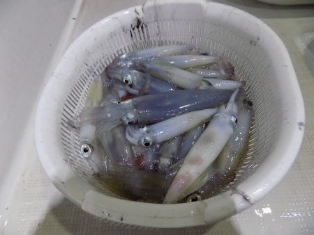 フィッシングボート空風(そらかぜ) 釣果