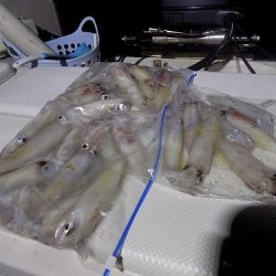 フィッシングボート空風(そらかぜ) 釣果