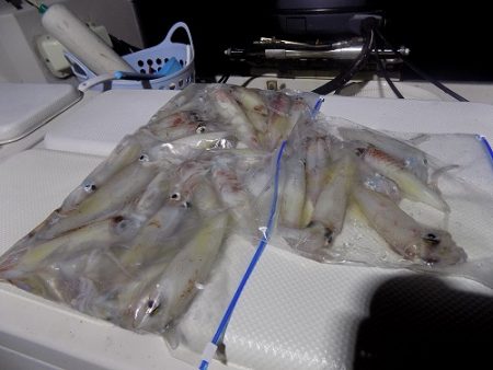 フィッシングボート空風(そらかぜ) 釣果