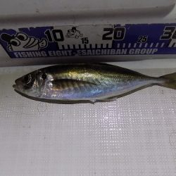 フィッシングボート空風(そらかぜ) 釣果