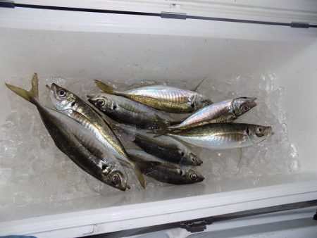 フィッシングボート空風(そらかぜ) 釣果