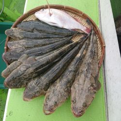 深川 吉野屋 釣果