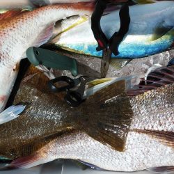 釣り船一番星 釣果