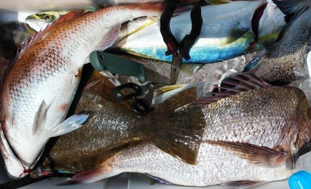 釣り船一番星 釣果