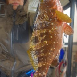 Fisherman Dreams DI 釣果