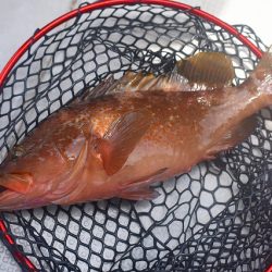 Fisherman Dreams DI 釣果