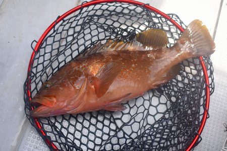 Fisherman Dreams DI 釣果