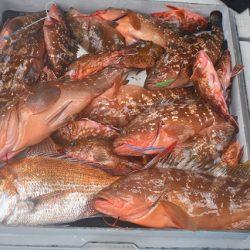 Fisherman Dreams DI 釣果