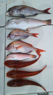 釣り舟　海竜 釣果