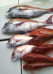 釣り舟　海竜 釣果