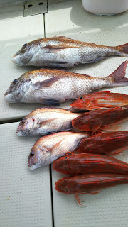 釣り舟　海竜 釣果