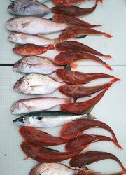 釣り舟 海竜 釣果