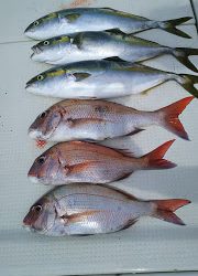 釣り舟 海竜 釣果