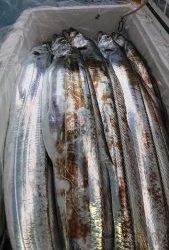 KONAYAーMARU(こなや丸) 釣果