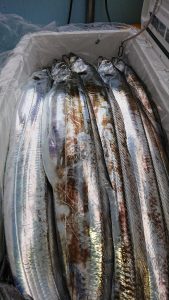 KONAYAーMARU(こなや丸) 釣果