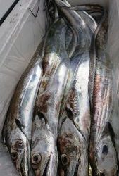 ＫＯＮＡＹＡｰＭＡＲＵ（こなや丸） 釣果