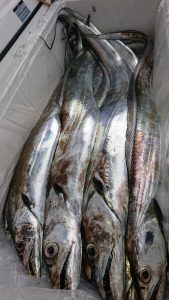 ＫＯＮＡＹＡｰＭＡＲＵ（こなや丸） 釣果