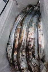 ＫＯＮＡＹＡｰＭＡＲＵ（こなや丸） 釣果