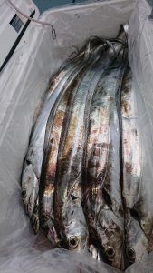 ＫＯＮＡＹＡｰＭＡＲＵ（こなや丸） 釣果