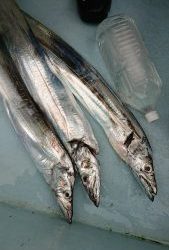 ＫＯＮＡＹＡｰＭＡＲＵ（こなや丸） 釣果