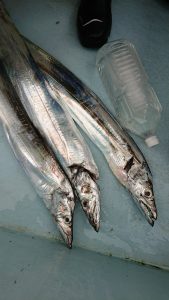 ＫＯＮＡＹＡｰＭＡＲＵ（こなや丸） 釣果