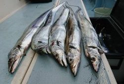 KONAYAーMARU(こなや丸) 釣果