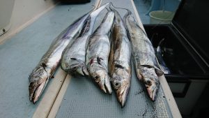 KONAYAーMARU(こなや丸) 釣果