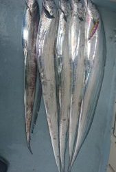 KONAYAーMARU(こなや丸) 釣果