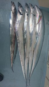 KONAYAーMARU(こなや丸) 釣果