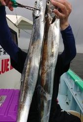 KONAYAーMARU(こなや丸) 釣果