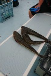 KONAYAーMARU(こなや丸) 釣果