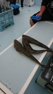 KONAYAーMARU(こなや丸) 釣果