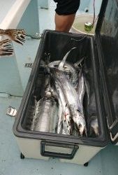 KONAYAーMARU(こなや丸) 釣果