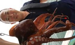 恵比寿丸(兵庫) 釣果