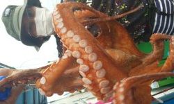 恵比寿丸（兵庫） 釣果