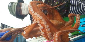 恵比寿丸（兵庫） 釣果