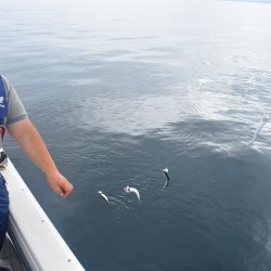 Fisherman Dreams DI 釣果