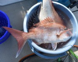 Fisherman Dreams DI 釣果