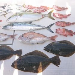 フィッシングボートACE(エース) 釣果