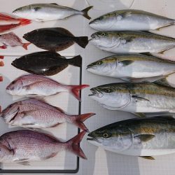 フィッシングボートACE(エース) 釣果