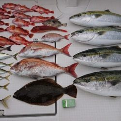 フィッシングボートACE(エース) 釣果