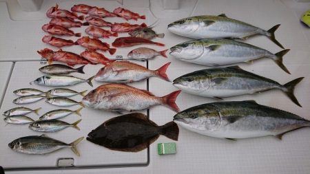 フィッシングボートACE(エース) 釣果