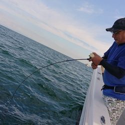 フィッシングボートACE(エース) 釣果