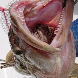 フィッシングボートACE(エース) 釣果