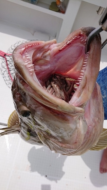 フィッシングボートACE(エース) 釣果