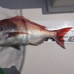 フィッシングボートACE(エース) 釣果