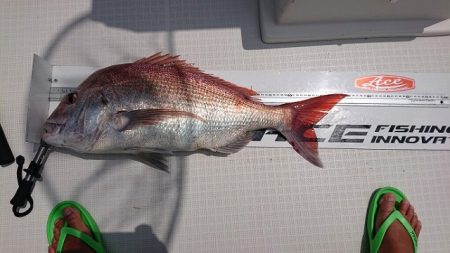 フィッシングボートACE(エース) 釣果