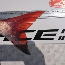 フィッシングボートACE(エース) 釣果