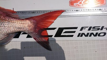 フィッシングボートACE(エース) 釣果