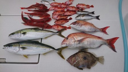 フィッシングボートACE(エース) 釣果